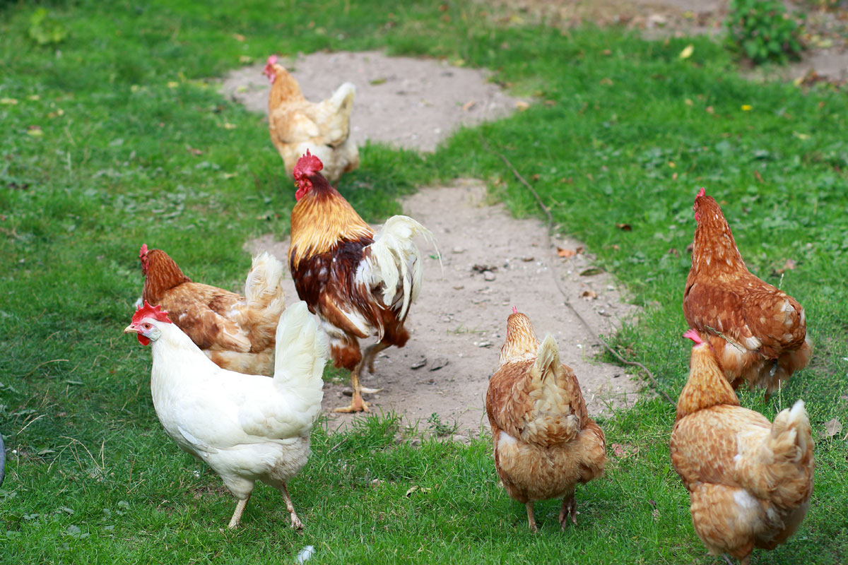 poules dans le poulailler