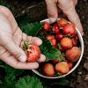 Récolte des fraises sur votre balcon