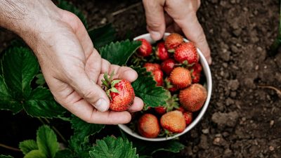 Récolte des fraises sur votre balcon