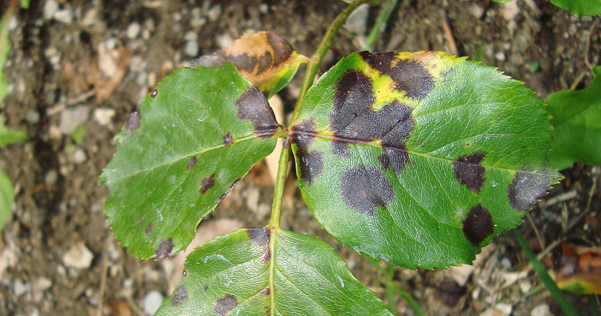 taches noires sur les rosiers