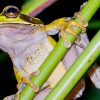 que dit la loi sur le bruit des grenouilles