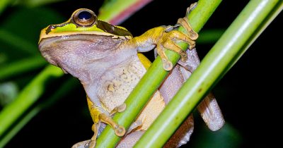 que dit la loi sur le bruit des grenouilles
