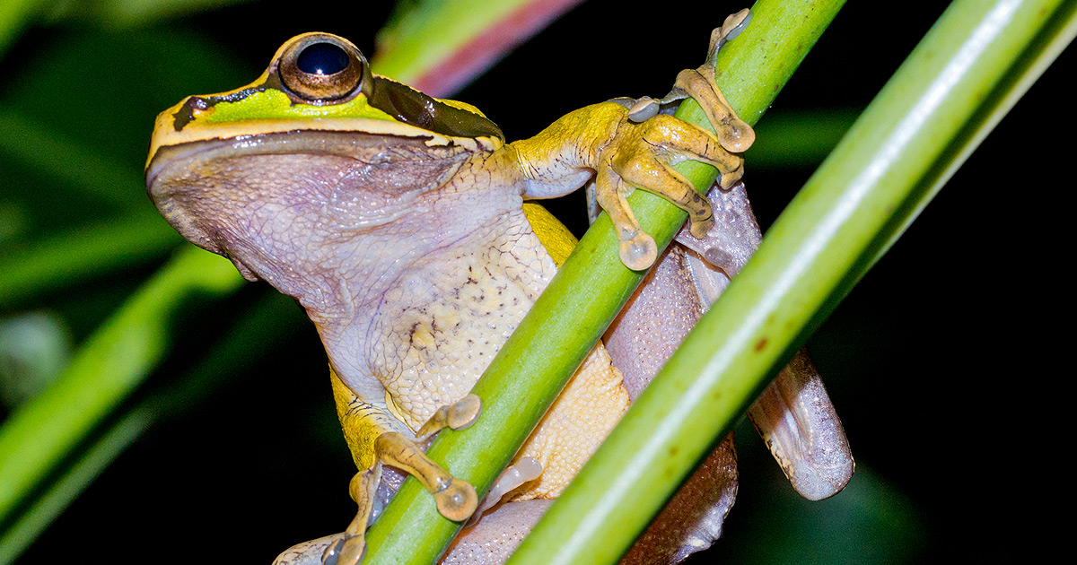 que dit la loi sur le bruit des grenouilles