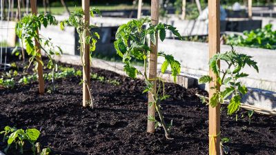 Erreur à éviter pour vos tomates