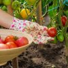 le meilleur moment pour récolter les tomates cet été