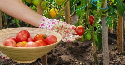 le meilleur moment pour récolter les tomates cet été