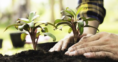 Travaux de jardinage interdits