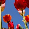 Floraison des tulipes