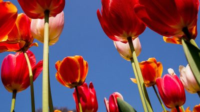 Floraison des tulipes