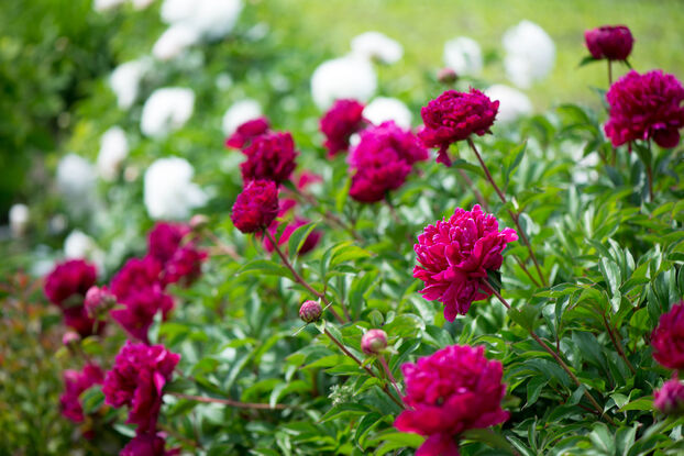 En associant les pivoines à d’autres plantes vivaces robustes et de hauteur similaire, ces dernières serviront de tuteurs naturels aux fleurs !
