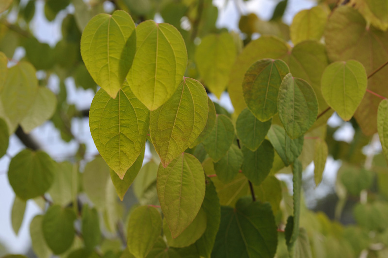 Feuilles de Cercidiphyllum japonicum