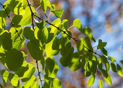 Cercidiphyllum japonicum