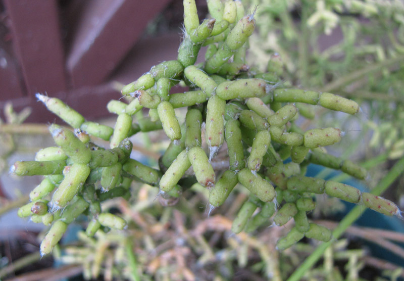 Plant de Rhipsalis