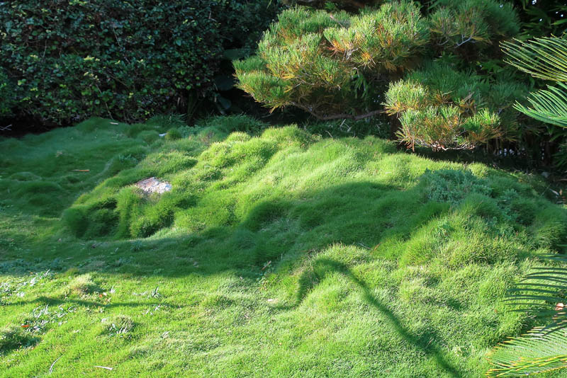 Jardin avec du gazon des Mascareignes.