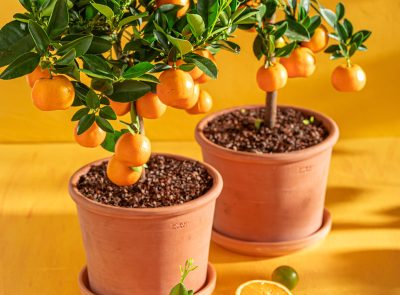 Agrumes en pot