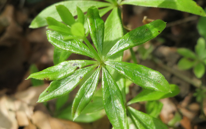 Aspérule odorante