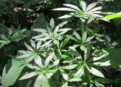 Aspérule odorante : la plante d’ombre au parfum de vanille