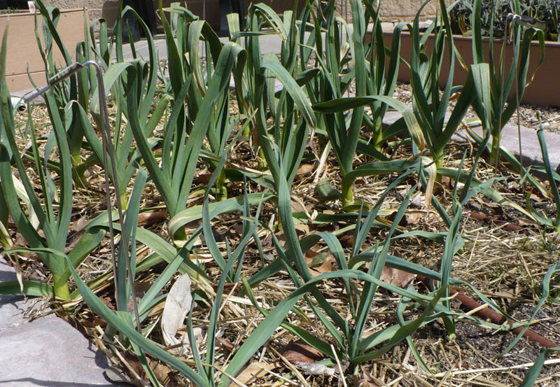 Échalote au potager.