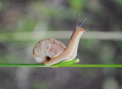 Escargots au potager