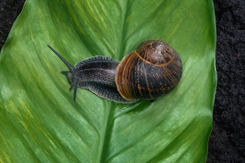 Escargots au potager