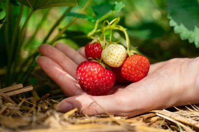 Fraises de printemps