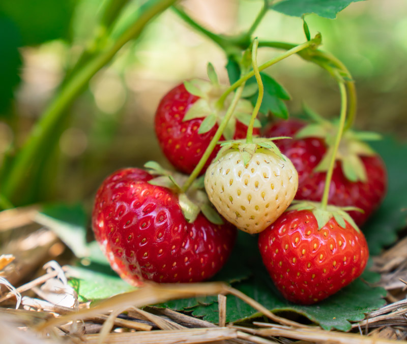 Variété de fraises printanières