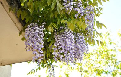 Floraison de la glycine