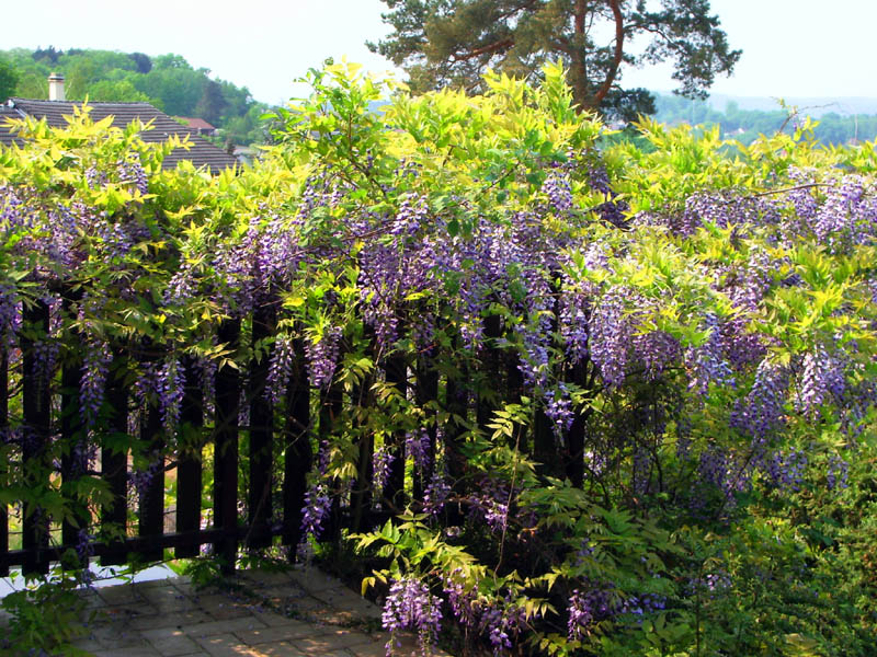 Glycine au jardin.