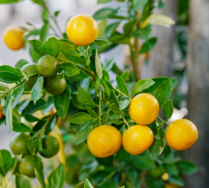 Citronnier et agrumes au printemps