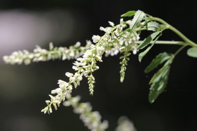 Mélilot blanc