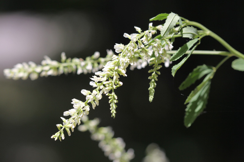 Mélilot blanc