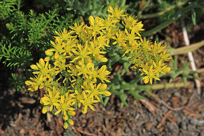 Orpins au jardin.