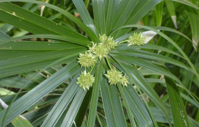 papyrus en pot