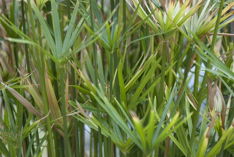 plantation du papyrus