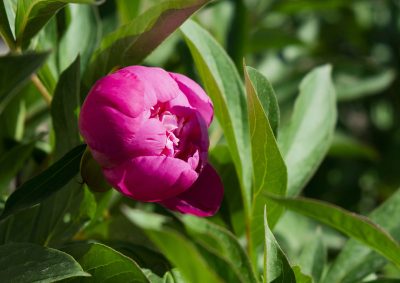Tuteurer les pivoines