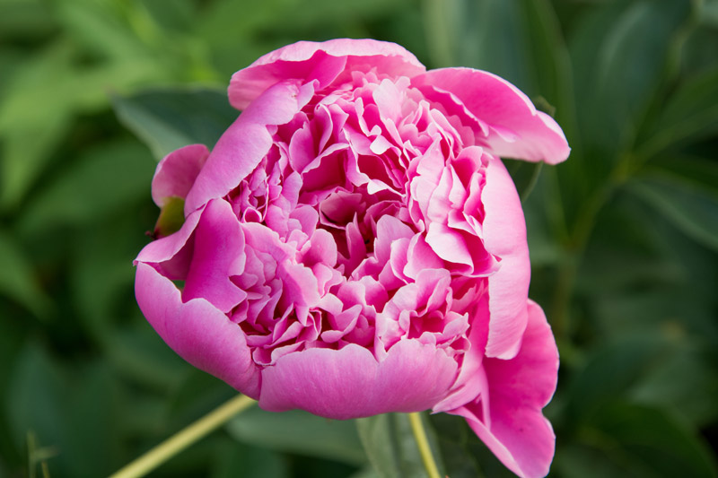 Fleur de pivoine en gros plan.
