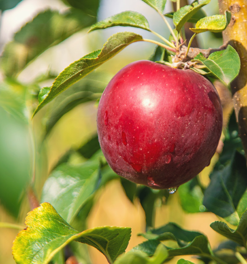 Pomme dans un pommier
