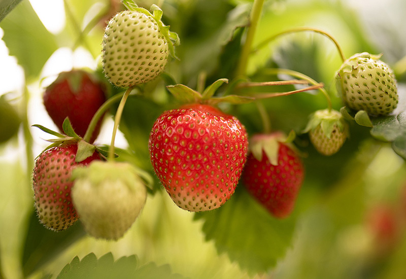 fraises avec leurs queues