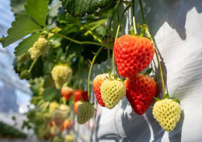 queues de fraises