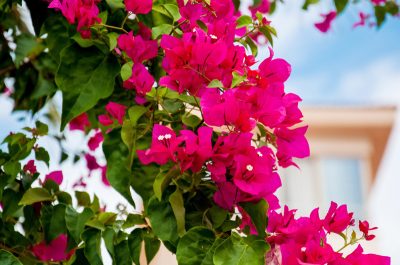 bougainvillier fleuri