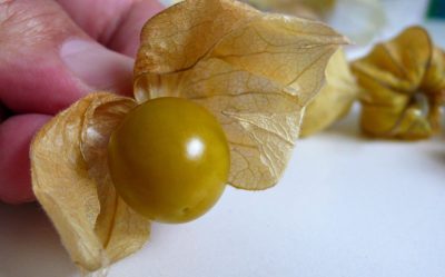 Coqueret du Pérou