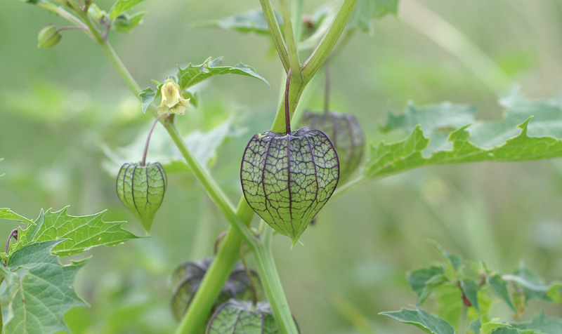 coqueret du Pérou au jardin