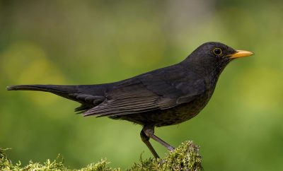 Signification des oiseaux noirs