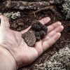 Cultiver des truffes