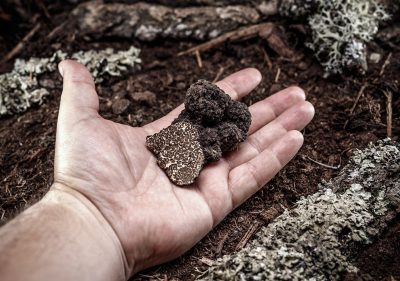 Cultiver des truffes