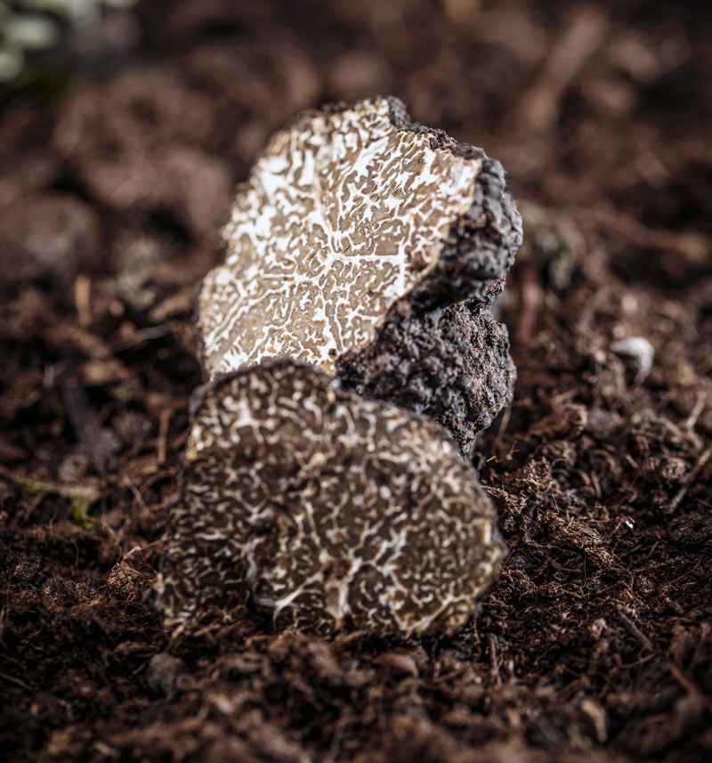 Truffes dans le jardin