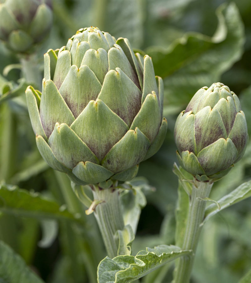 Artichaut en bonne santé dans le potager