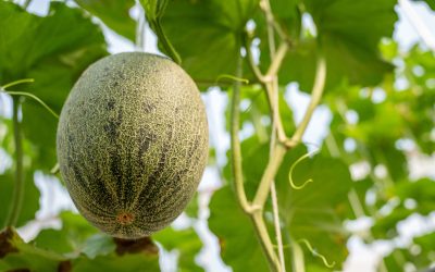 Melons d’été
