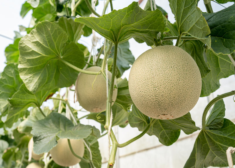 Caractéristiques du Melon