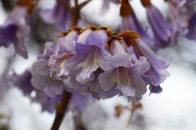 Paulownia impérial